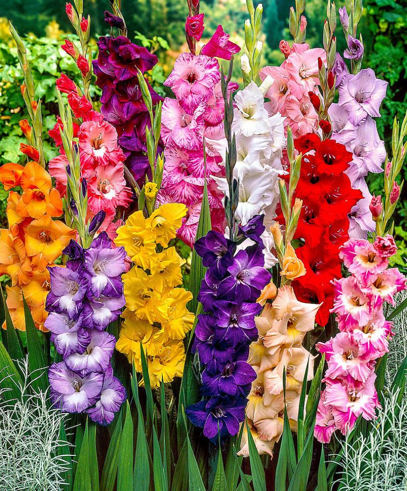 Most Beautiful Flowers in the World